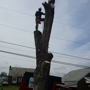 Zambo's Tree Service