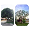 Ortega tree service and lawn maintenance gallery