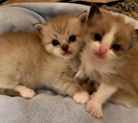 BabyBundles - Ragdoll Cats and Kittens - Laurel, DE