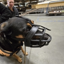 Transform Your Dog - Pet Training