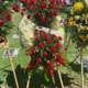 Fernando's Flower Shop