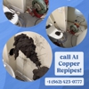 A1 Copper Repipes Inc. gallery
