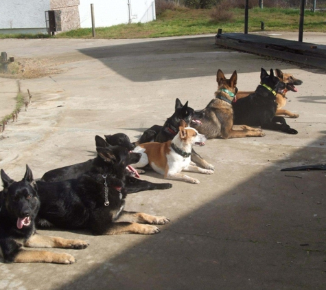 K9 Training Solutions - Rancho Cordova, CA