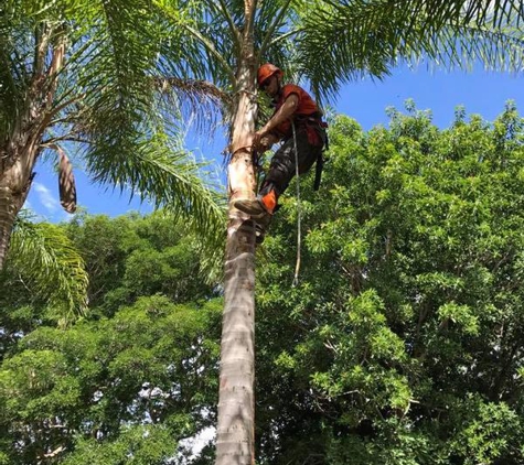 T & M Tree Services - Buccan, QLD. workman up a smaller Palm tree