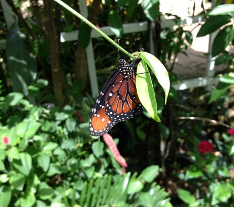 Lukas Nursery & Butterfly Encounter - Oviedo, FL
