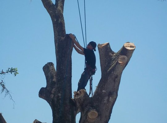 TJay's Tree Service LLC - Ruskin, FL