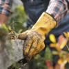Jose Tree Service & Landscaping inc gallery