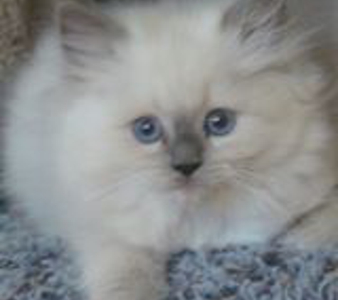 Dawnsdarlingragdolls.Com - Newton, KS