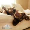 DogVacay.com gallery