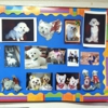 Royal Dog Grooming gallery