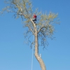 Griffin Tree Service gallery