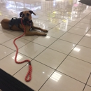 Charlo Training - Dog Training