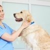 Village Veterinary Clinic SC gallery