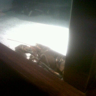 Red Lobster - Decatur, GA