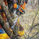 Elevated Tree Care - Tree Service