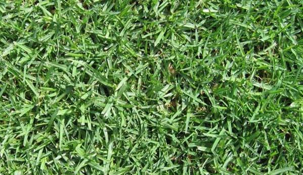 Melbourne Turf Supplies. Kikuyu turf