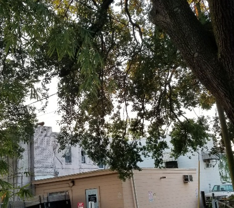Greenwise Tree Services - Jacksonville, FL. Large oak before