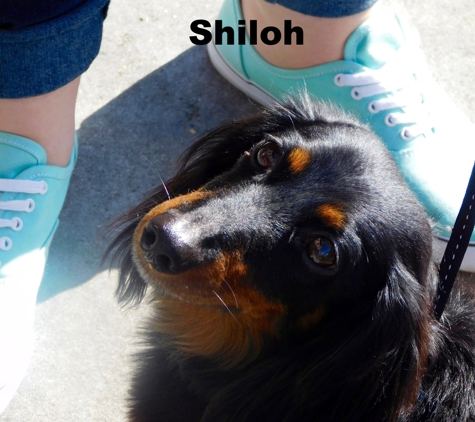 Viewmont Animal Hospital - Hickory, NC. Shiloh