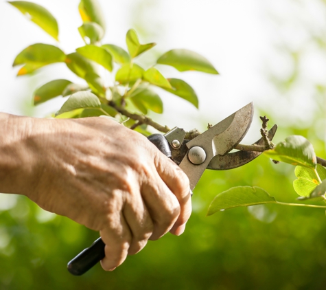 Arbor Tree Care - Minneapolis, MN