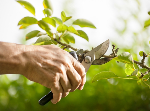 Arbor Tree Care - Aurora, CO