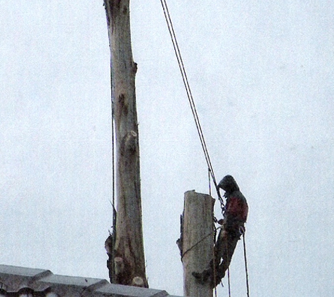Action Tree Specialists - Kingsbury, VIC