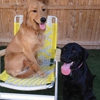 Dogs Retreat gallery