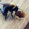 WNY Bee Removal Services gallery