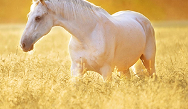 Avonsleigh Veterinary Clinic - Avonsleigh, VIC