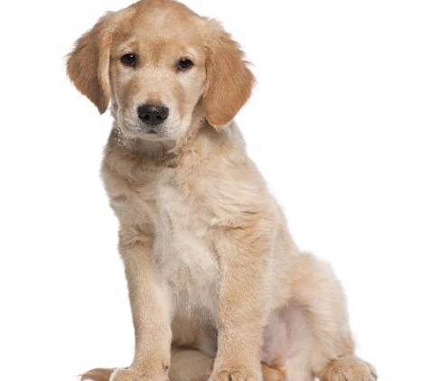 Warwick Town & Country Vets - Warwick, QLD