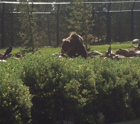 Grizzly & Wolf Discovery Center - West Yellowstone, MT