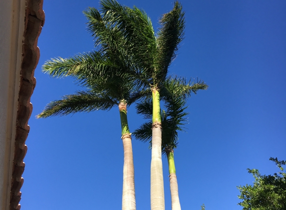 United Tree International - Pembroke Pines, FL. Royal palms cleaned up