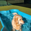 Bayside Pet Resort gallery