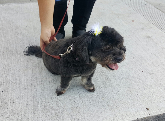 Puppy Love Pet Spa - Los Angeles, CA. Fresh puppy cut