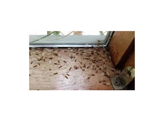 BP Homecare Pest Control - North Perth, WA