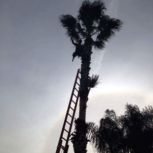 Minor's Tree Service - Bradenton, FL