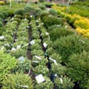 Minor's Garden Center Inc - Nurseries-Plants & Trees