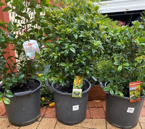 Pot Plant Heaven Perth - Camillo, WA. Hedging plants wide variety