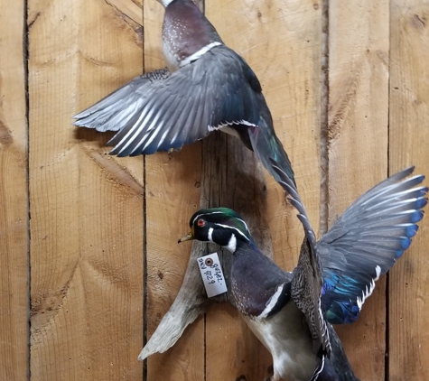 Verns Taxidermy - Algonquin, IL