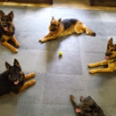 Peggy Moran's School for Dogs, LLC - Pet Training