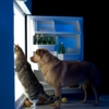 Vero Beach Pet Sitters gallery