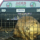 Ace's Wildlife Removal