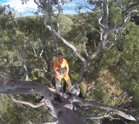 Blackwood Tree Service
