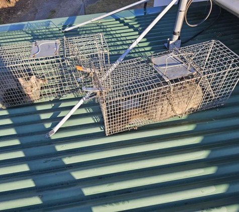 Jims Termite & Pest Control - Tumut, NSW. Possums caught