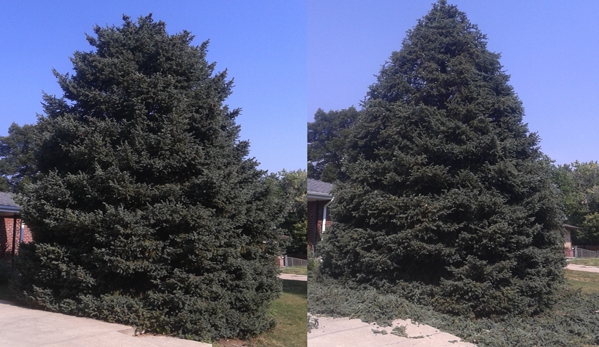 Tanglewood Tree and Lawn LLC - Denver, CO