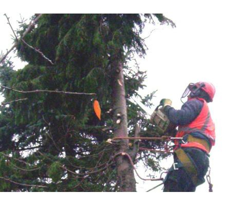 Professional Tree Care Services - Kew, VIC. Tree removal