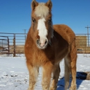 Front Range Equine Rescue - Animal Shelters