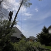 Lions Tree & Landscaping gallery