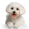 Doggie Doo's Pet Grooming gallery