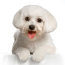 Doggie Doo's Pet Grooming - Dog & Cat Grooming & Supplies