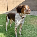 Stonesriver Kennel Brittanys - Pet Boarding & Kennels